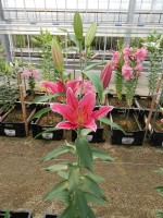 [4295 Night Fever DJ No01.JPG]